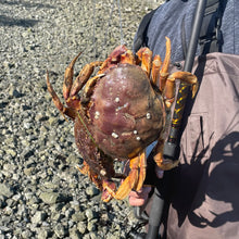 Load image into Gallery viewer, Handcrafted Crab Snare Trap - Model V-Slim