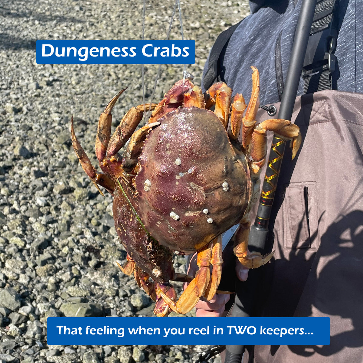 Tank Series Handcrafted Crab Snare Trap - AERO